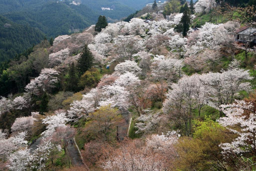 Ryokan Kato Йосино Экстерьер фото