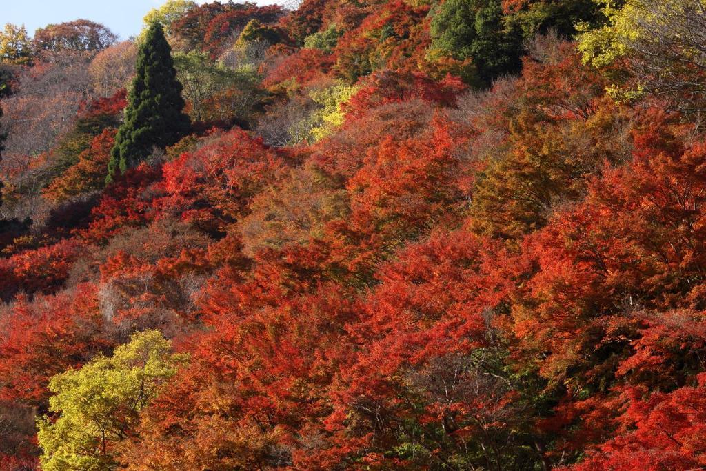 Ryokan Kato Йосино Экстерьер фото